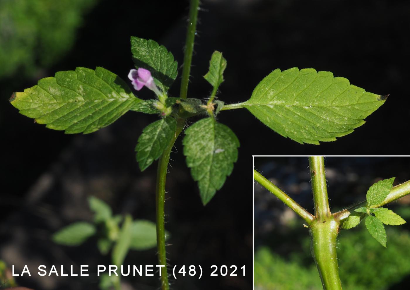 Hemp-Nettle, Common leaf